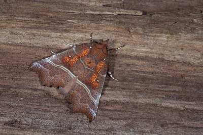 BUITEN BEELD Foto: 102284