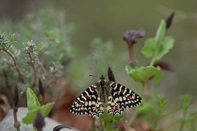 BUITEN BEELD Foto: 102296