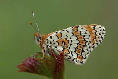 BUITEN BEELD Foto: 102298