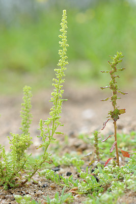 BUITEN BEELD Foto: 102338