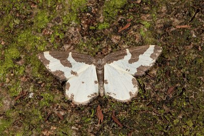 BUITEN BEELD Foto: 102370