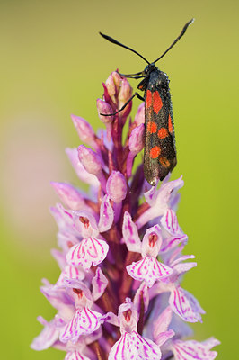 BUITEN BEELD Foto: 102377