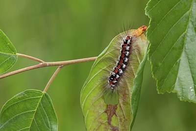 BUITEN BEELD Foto: 102379