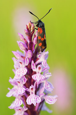 BUITEN BEELD Foto: 102380