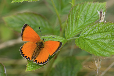 BUITEN BEELD Foto: 102384