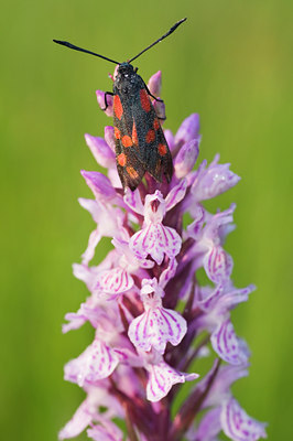 BUITEN BEELD Foto: 102385