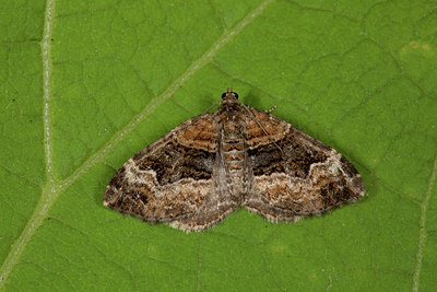 BUITEN BEELD Foto: 102396