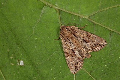 BUITEN BEELD Foto: 102406