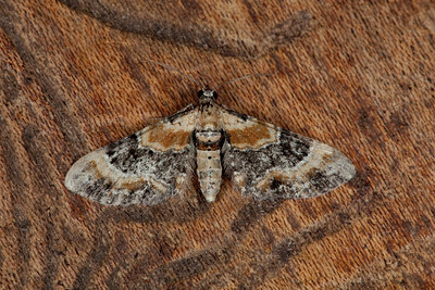 BUITEN BEELD Foto: 102424