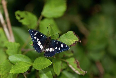 BUITEN BEELD Foto: 102432