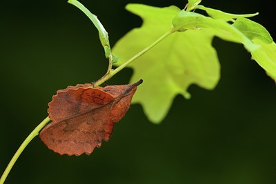 BUITEN BEELD Foto: 102435