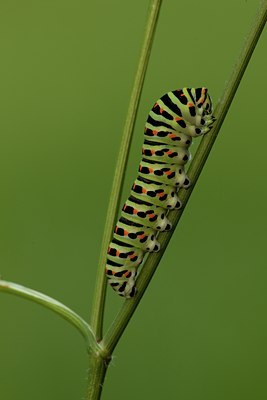 BUITEN BEELD Foto: 102473
