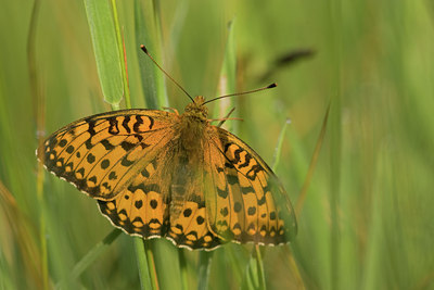 BUITEN BEELD Foto: 102510