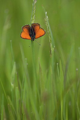BUITEN BEELD Foto: 102513