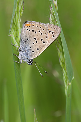 BUITEN BEELD Foto: 102515