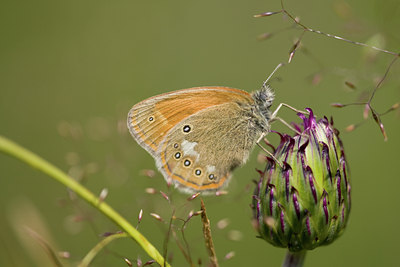 BUITEN BEELD Foto: 102518