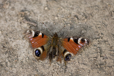 BUITEN BEELD Foto: 102523