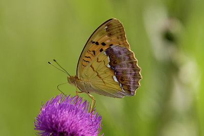 BUITEN BEELD Foto: 102525