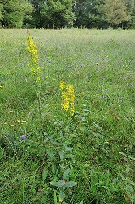 BUITEN BEELD Foto: 102528