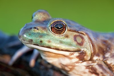 BUITEN BEELD Foto: 102542