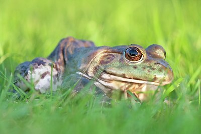 BUITEN BEELD Foto: 102545