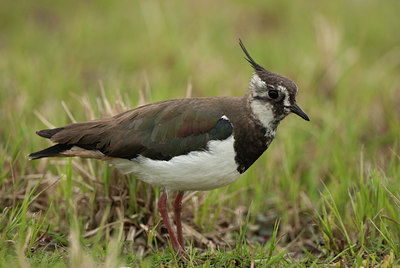 BUITEN BEELD Foto: 102567