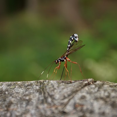 BUITEN BEELD Foto: 102584