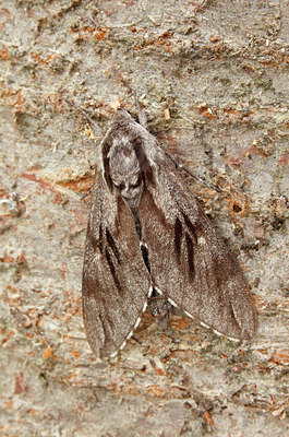 BUITEN BEELD Foto: 102588