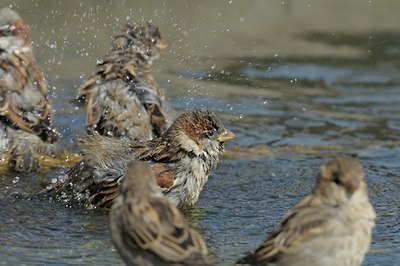 BUITEN BEELD Foto: 102595