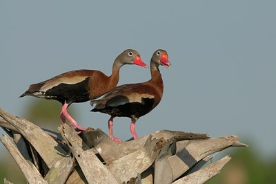 BUITEN BEELD Foto: 102631