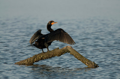 BUITEN BEELD Foto: 102641