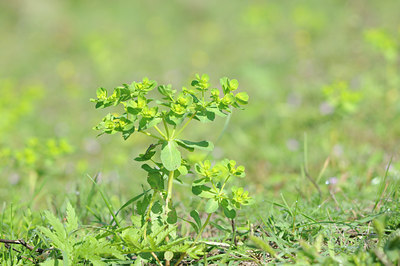 BUITEN BEELD Foto: 102642