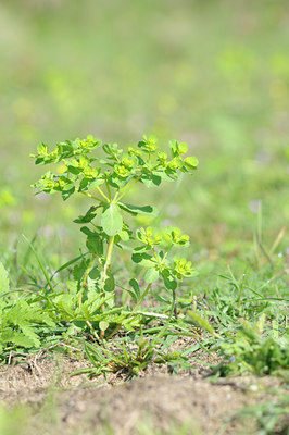 BUITEN BEELD Foto: 102644