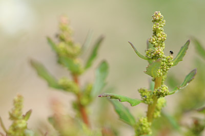 BUITEN BEELD Foto: 102667