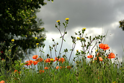 BUITEN BEELD Foto: 102709