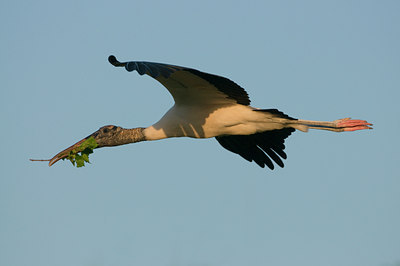 BUITEN BEELD Foto: 102720