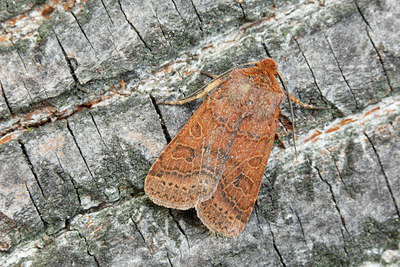 BUITEN BEELD Foto: 102746