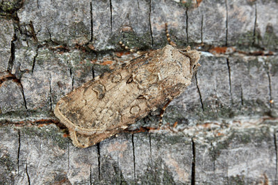 BUITEN BEELD Foto: 102748
