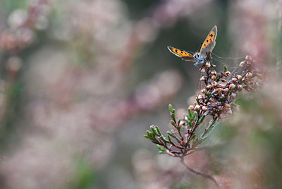 BUITEN BEELD Foto: 102791