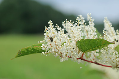 BUITEN BEELD Foto: 102811