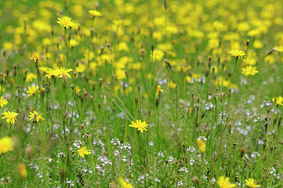 BUITEN BEELD Foto: 102817