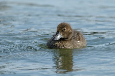 BUITEN BEELD Foto: 102830
