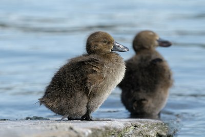 BUITEN BEELD Foto: 102831
