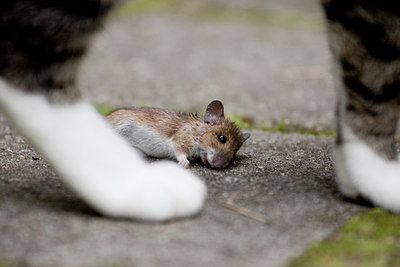 BUITEN BEELD Foto: 102856