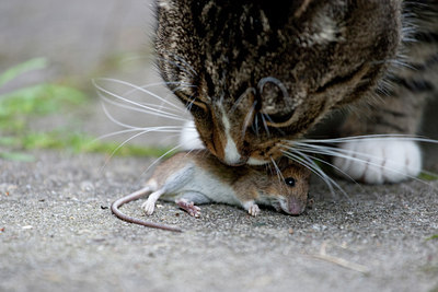 BUITEN BEELD Foto: 102859