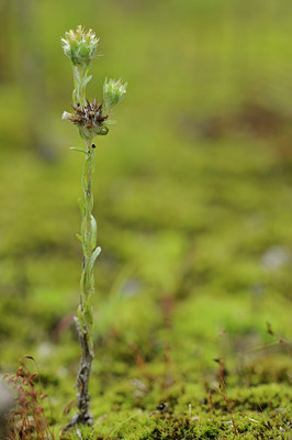 BUITEN BEELD Foto: 102867