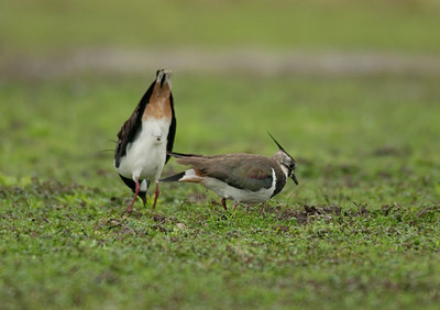 BUITEN BEELD Foto: 102883