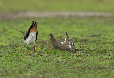 BUITEN BEELD Foto: 102884
