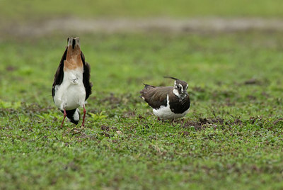 BUITEN BEELD Foto: 102885