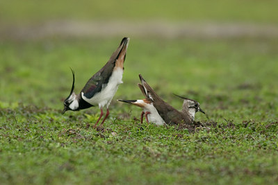 BUITEN BEELD Foto: 102886